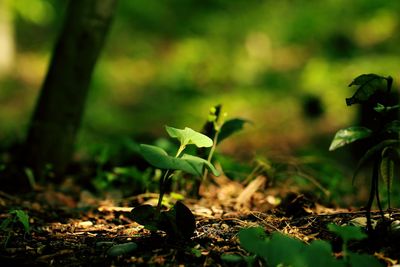 Close-up of fresh green leaves on field