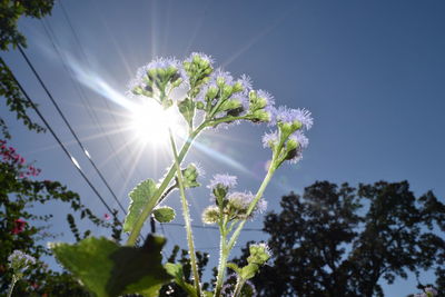 Low angle view of flower tree against sky