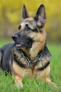 Dog looking away in a field