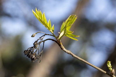 Close-up of wilted plant