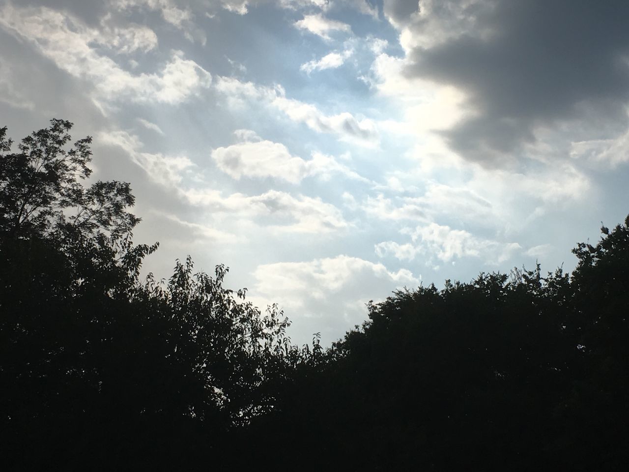 LOW ANGLE VIEW OF TREES AGAINST SKY