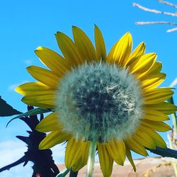 Close-up of sunflower against blue sky