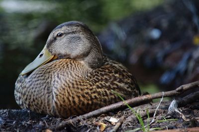 Close-up of duck on field