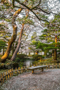 Trees in park during autumn