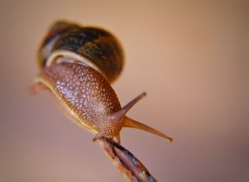 Close-up of snail