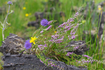 Close-up of purple flowering plants on field