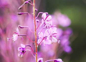 Blooming sally or fireweed beautiful pink flowers in summer garden. blooming medical plants 