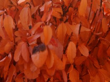 Full frame shot of orange leaves