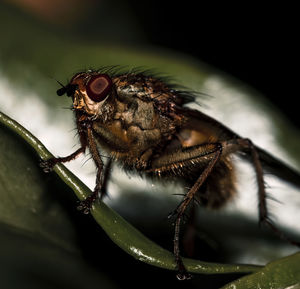 Close-up of fly on leaf