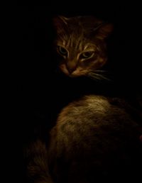 Close-up portrait of a cat against black background