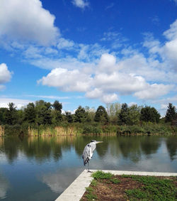 Scenic view of a heron against sky