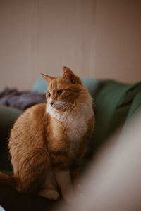 Cat resting on bed at home