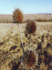 Close-up of dry thistle on field against sky