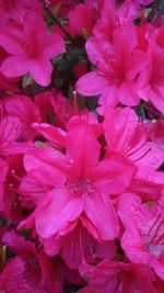 Close-up of pink flower