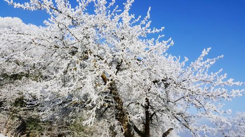 Low angle view of tree against sky