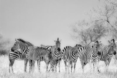 Zebras standing on grassy field at tarangire national park