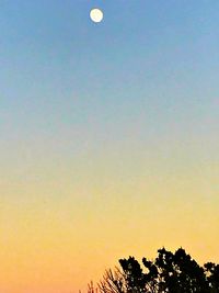 High section of tree against moon