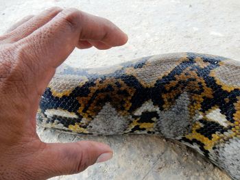 Cropped hand reaching towards snake on ground