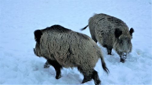 Sheep standing on snow field during winter