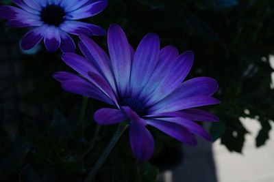 Close-up of purple flowering plant