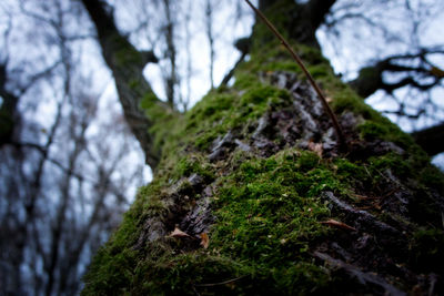 Close-up of moss growing on rock