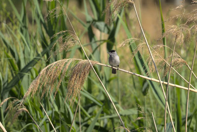 Bird perching on grass