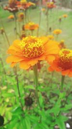 Close-up of yellow marigold blooming outdoors