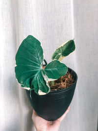 Close-up of hand holding potted plant