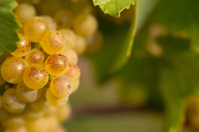 Close-up of fruits