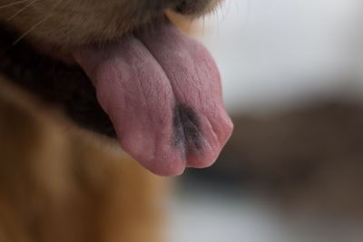 Close-up of hand feeding cat