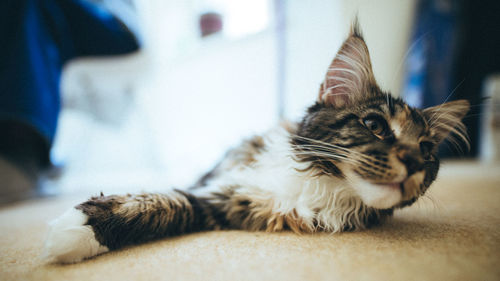 Close-up of cat relaxing at home