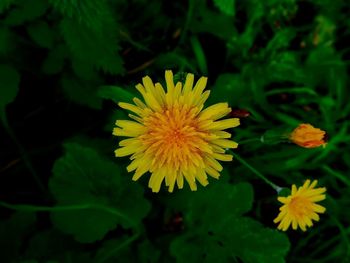 Close-up of yellow flower