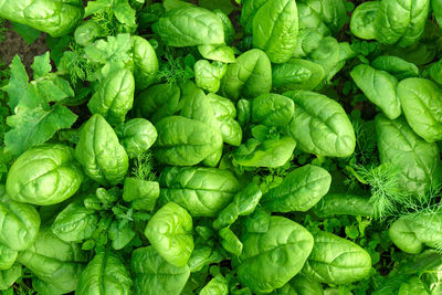 Full frame shot of green leaves