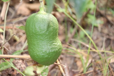 Close-up of fruit on plant