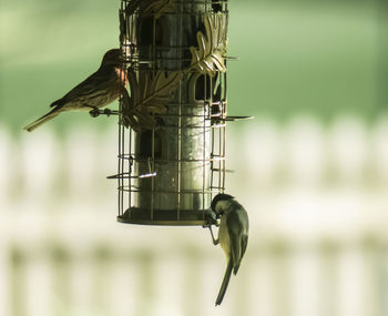 Close-up of bird perching on feeder