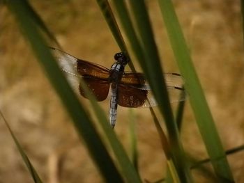 Close-up of insect on plant