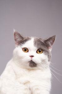 Close-up portrait of cute gray tabby cat