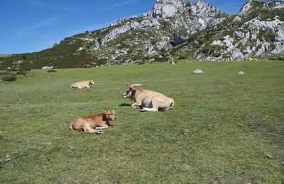 Two cows lying on the grass sunbathing, colors of nature