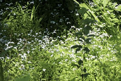 Full frame shot of flowering plants