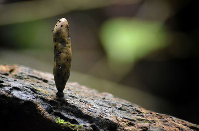 Close-up of lizard on rock