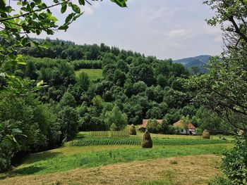 Trees on field against sky