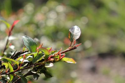 Close-up of flowering plant