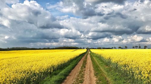 Scenic view of oilseed rape field against cloudy sky