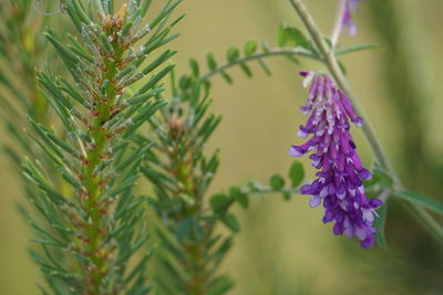 Close-up of purple flowers blooming outdoors