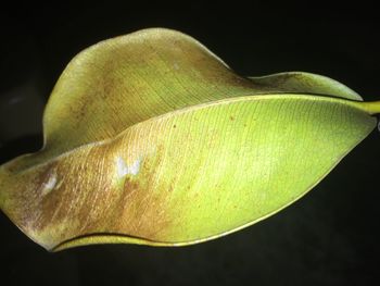 Close-up of leaf over black background
