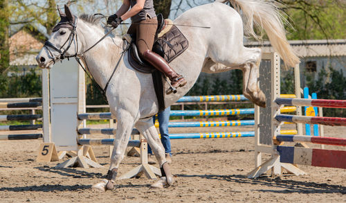 Horse riding horses in ranch