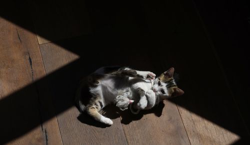 High angle view of cat relaxing on hardwood floor