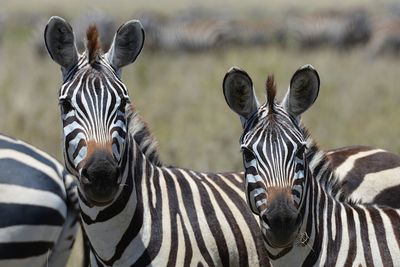 Portrait of zebras in a field