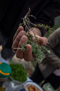 Hands of an  man holding leaves of za'atar herb growing in the judean hills around jerusalem israel