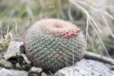 Close-up of succulent plant on rock